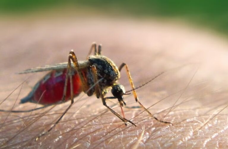 AdFalciVax: ICMR’s New Malaria Vaccine:  Hope or Premature Hype?”